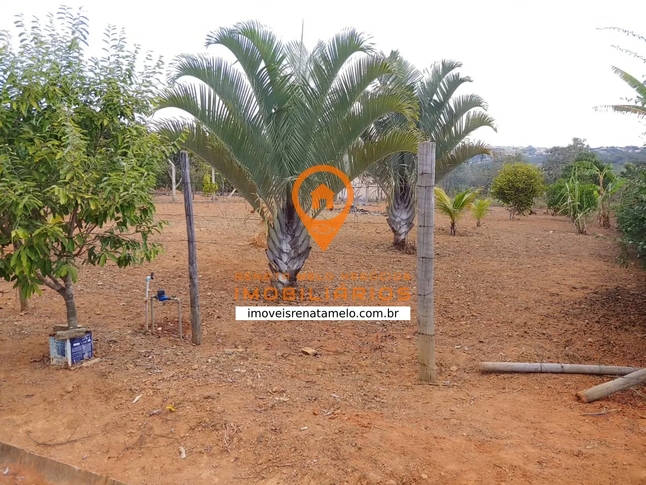 Lote de 1.000 m² com pomar na Quinta do Almeida